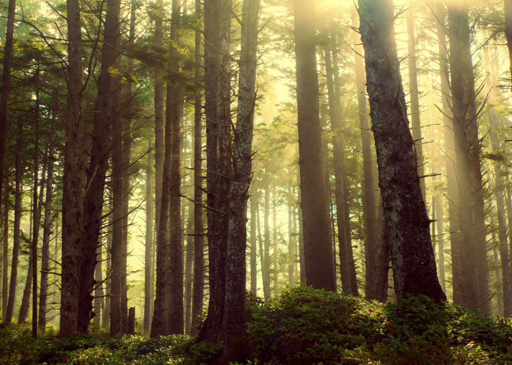 #26. Oregon